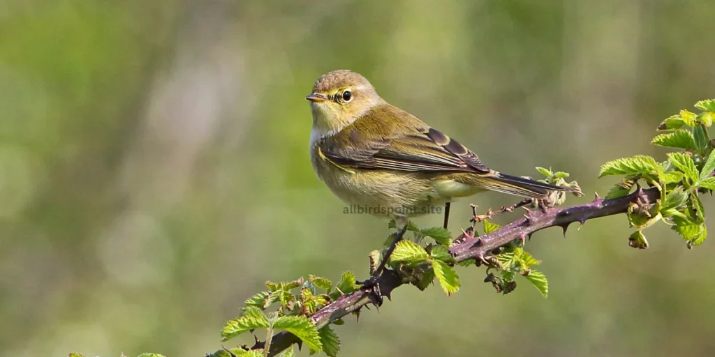 Common Chiffchaff