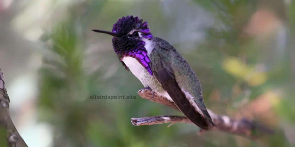 Costa's Hummingbird The Desert Jewel