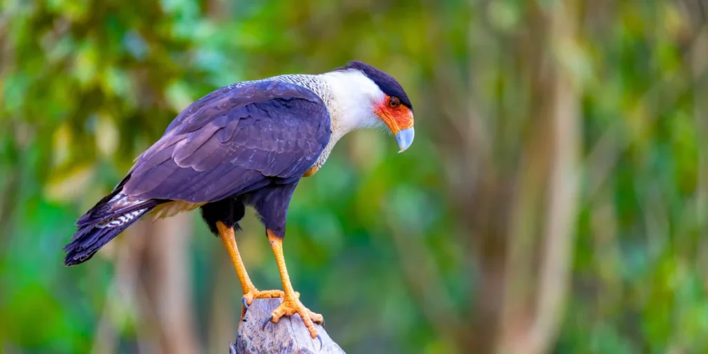 Crested Caracara 