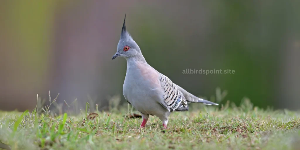 Crested Pigeon