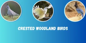 Crested woodland birds