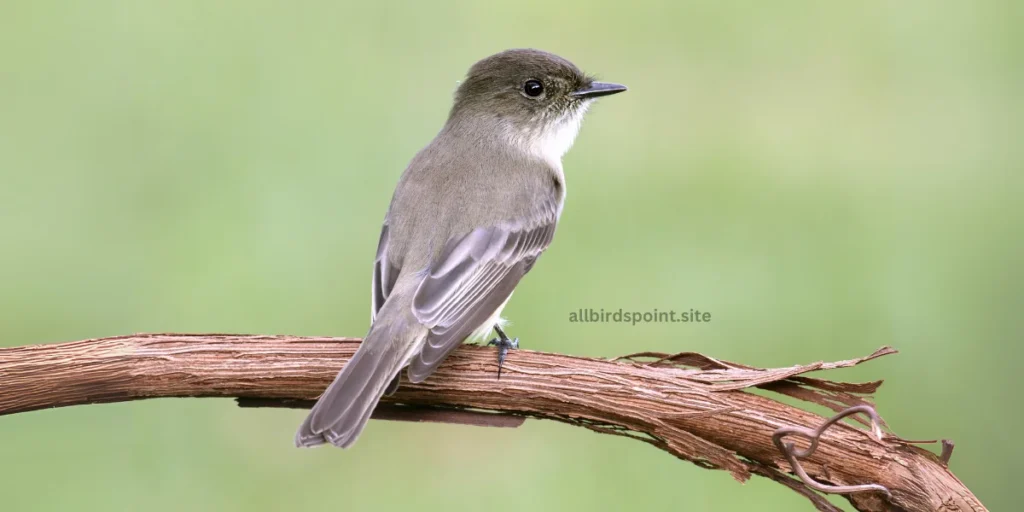 Eastern Phoebe