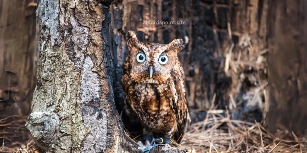 Eastern Screech-Owl (Megascops asio)