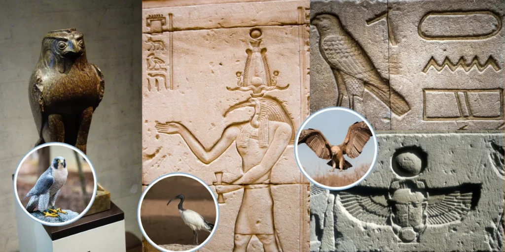 Egyptian Whoop Bird Eye