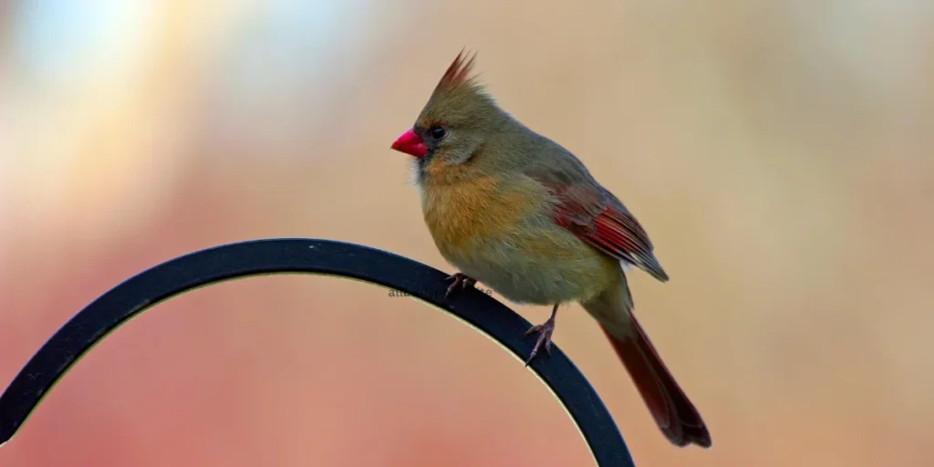 Female Cardinal 