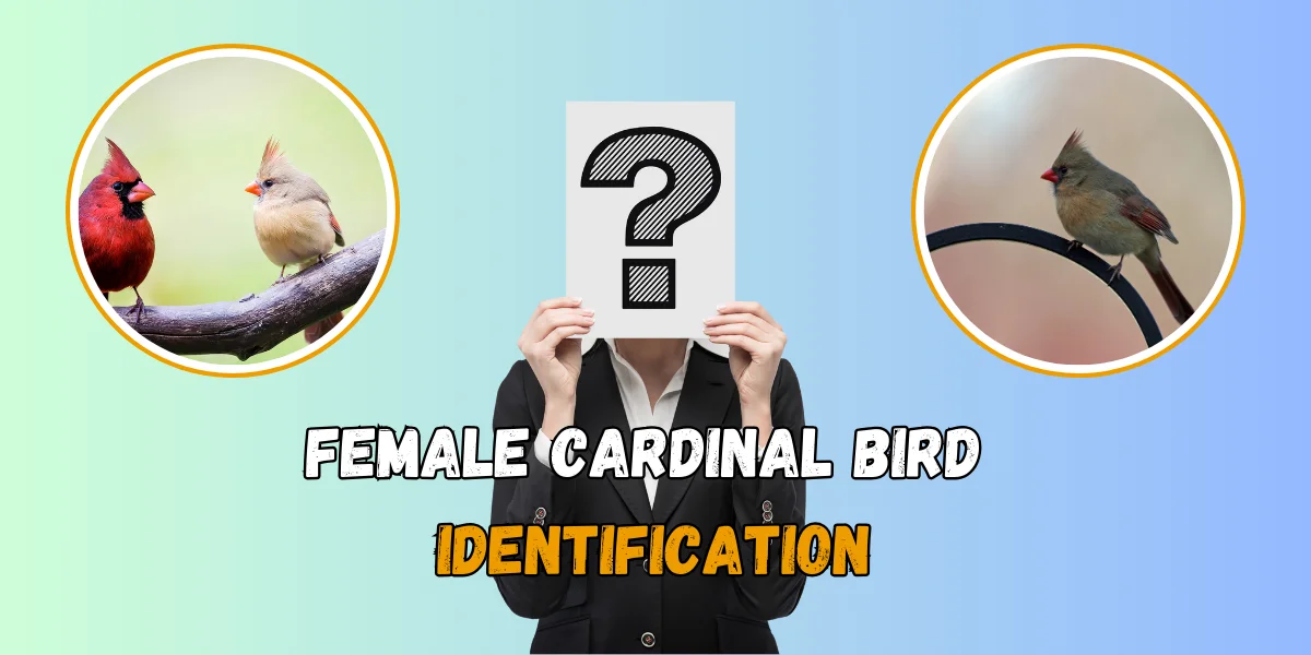 Female Cardinal Bird How to Identify and Spot Key Differences