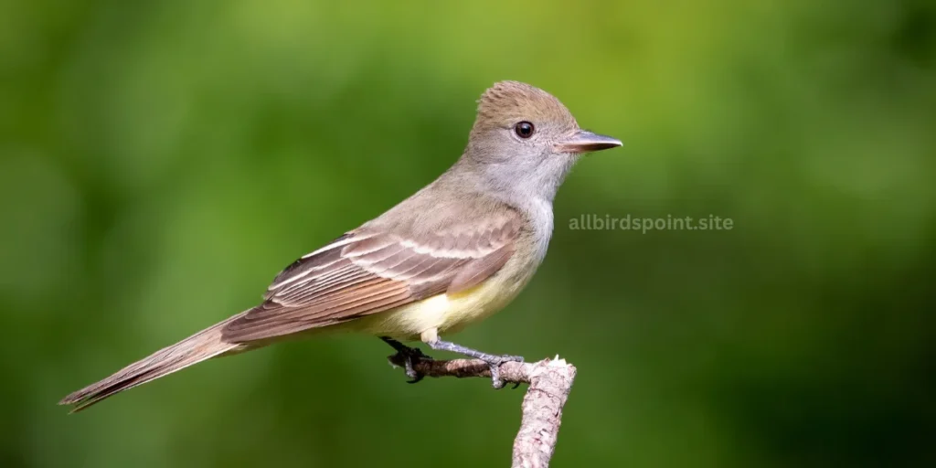 Great Crested Flycatcher