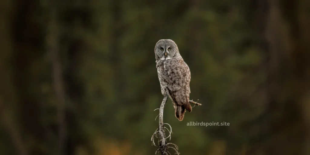 A Great Gray Owl  sits gracefully on a branch, surrounded by the lush greenery of a serene forest.
