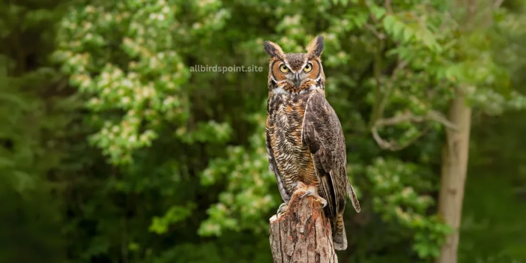 A Great Horned Owl  sits majestically on a tree branch, set against a vibrant green background.