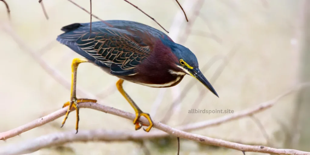 Green Heron