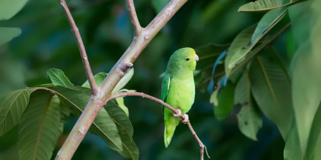  Green-rumped Parrotlet