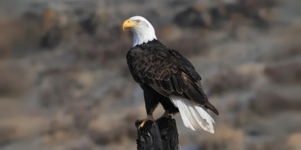 Hancock Bird real image