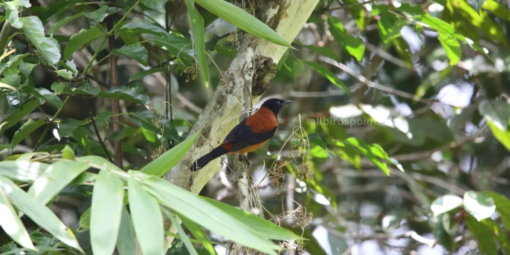 Hooded Pitohui