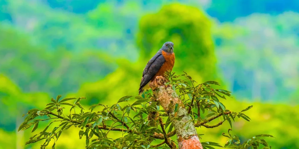 Hook-billed Kite