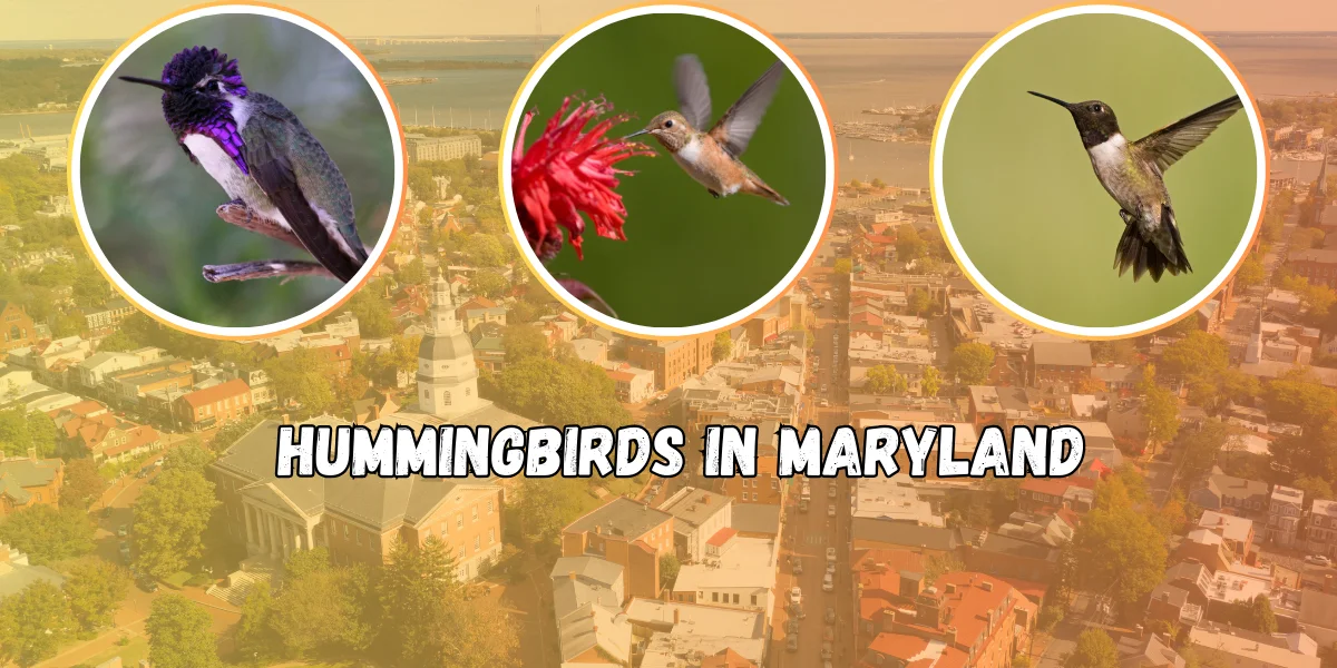 Hummingbirds in Maryland