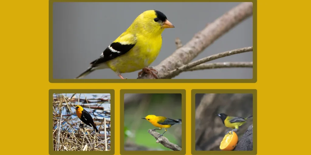 Key Traits of Yellow-Breasted Birds