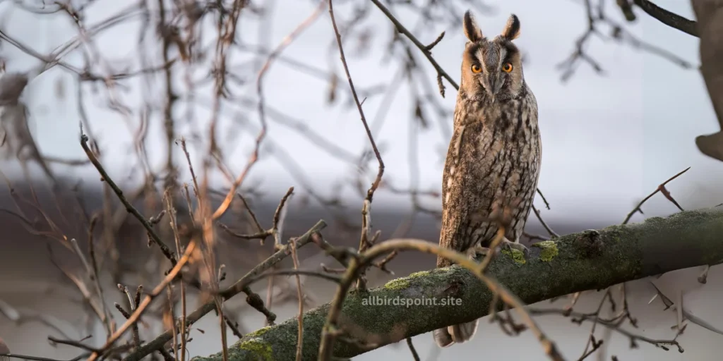  A long-eared owl sits gracefully on a branch, surrounded by the serene beauty of a wooded landscape.