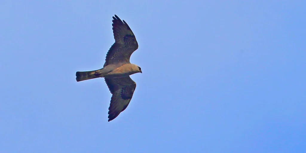 Mississippi Kite