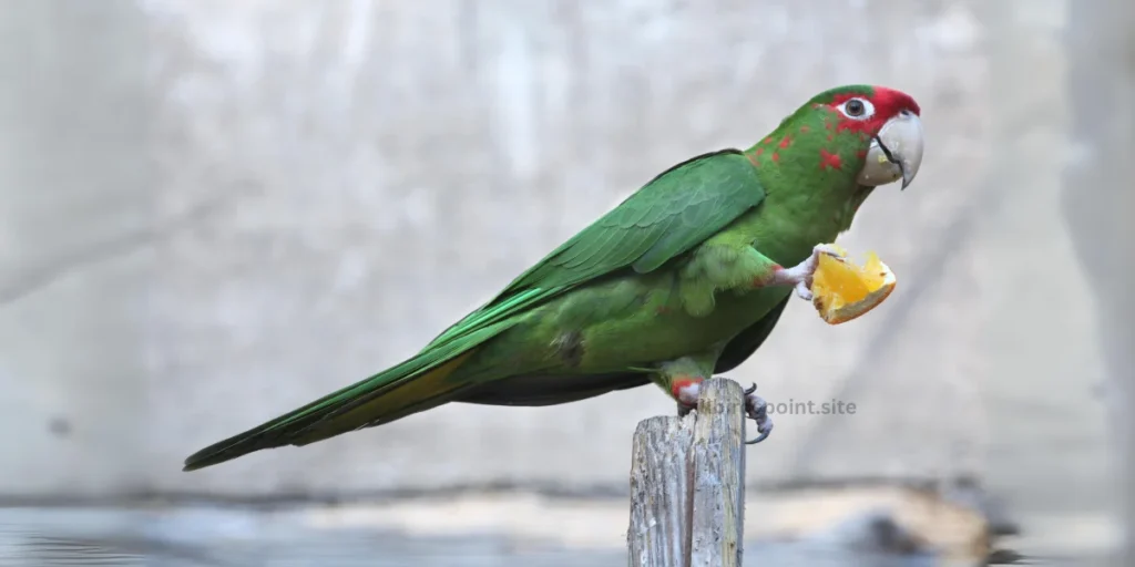 Mitred Parakeet