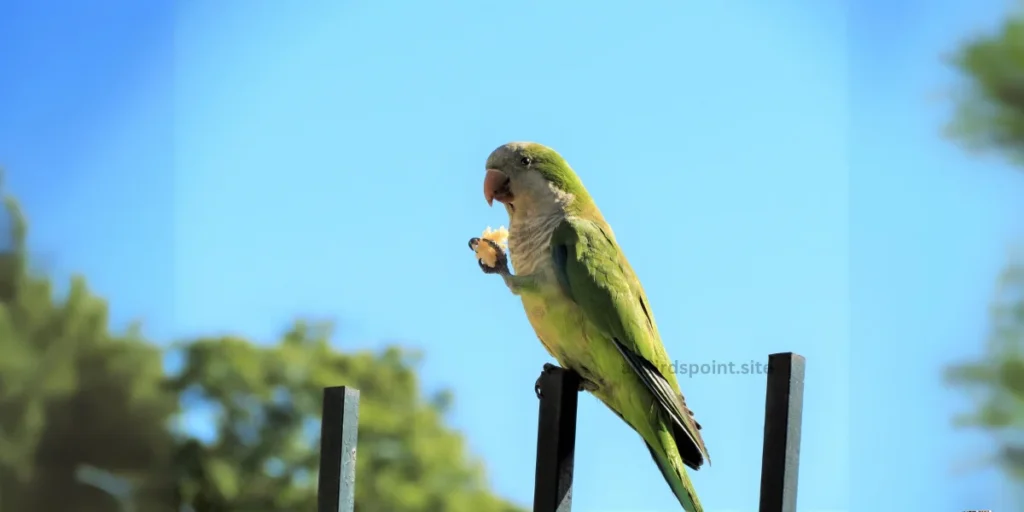 Monk Parakeet