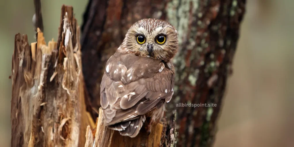 Northern Saw-whet Owl (Aegolius acadicus)