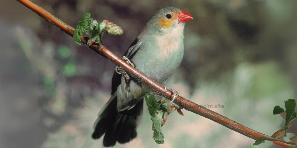 Orange-cheeked Waxbill