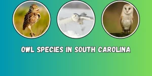 Owl Species in South Carolina