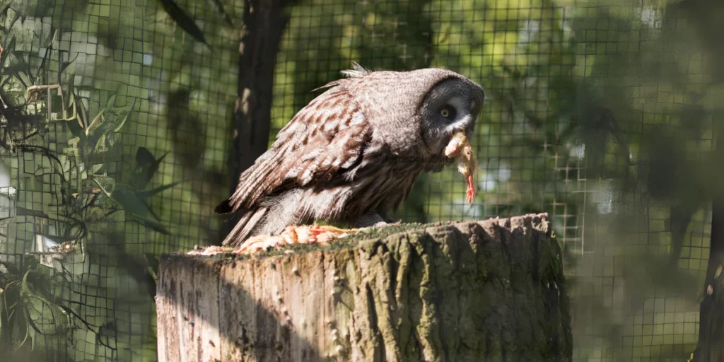 An Owl sits on a tree stump, enjoying its meal in a serene outdoor setting.
