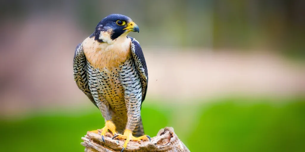 Peregrine Falcon