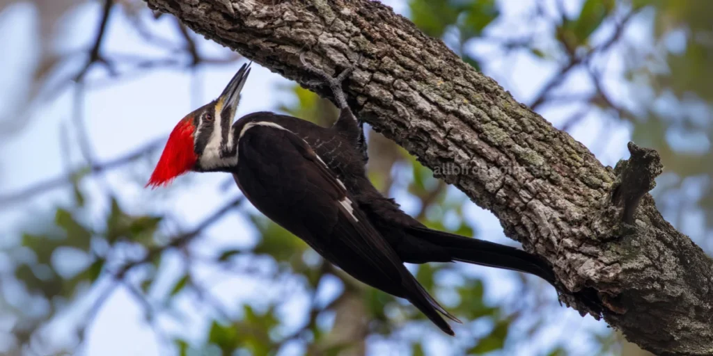 Pileated Woodpecker