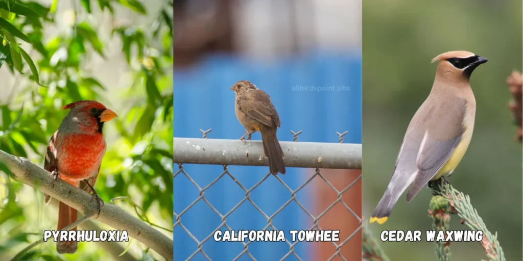 Pyrrhuloxia, California Towhee and Cedar Waxwing, in one frame