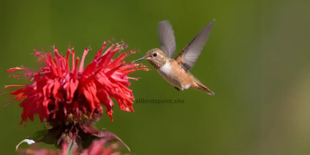 Rufous Hummingbird The Fiery Traveler