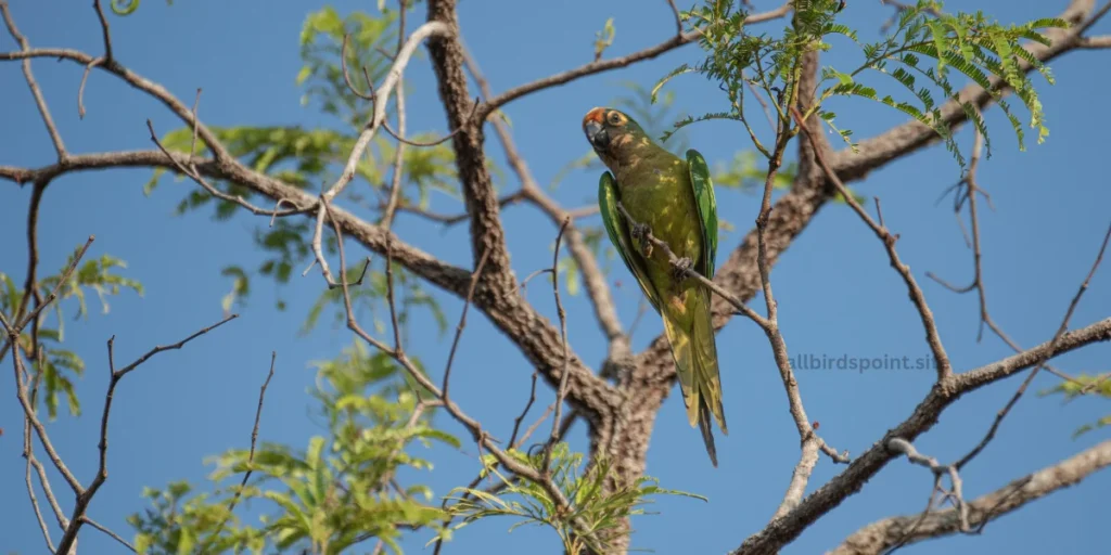 Scarlet-fronted Parakeet