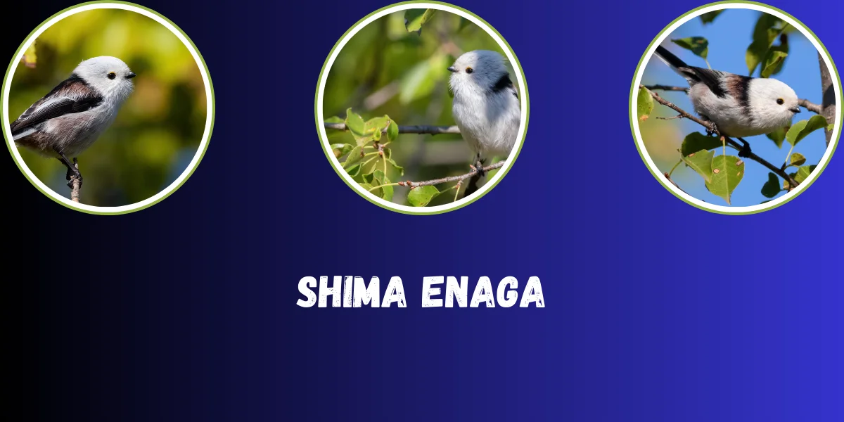 Shima Enaga Japan’s Adorable White Bird - Facts & Pictures