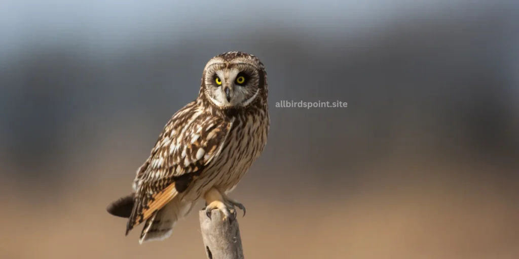 Short-eared Owl (Asio flammeus)