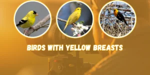 Small Birds With Yellow Breasts