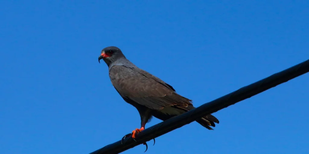 Snail Kite