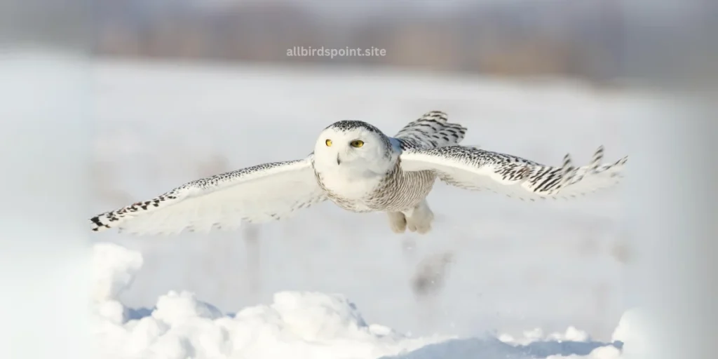 A snowy owl gracefully soars above a pristine blanket of snow, showcasing its majestic wingspan against a winter landscape.