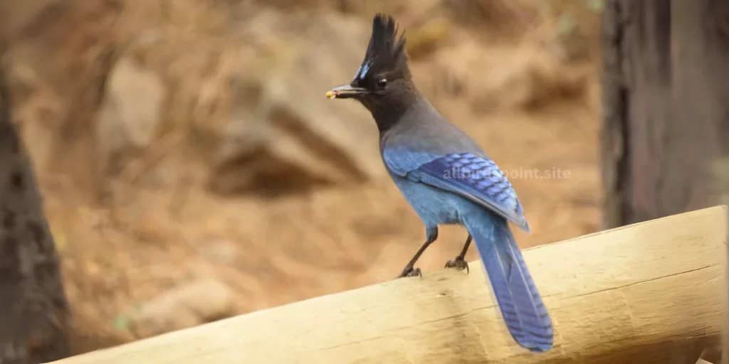 Steller’s Jay