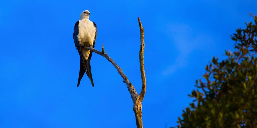 Swallow-tailed Kite 