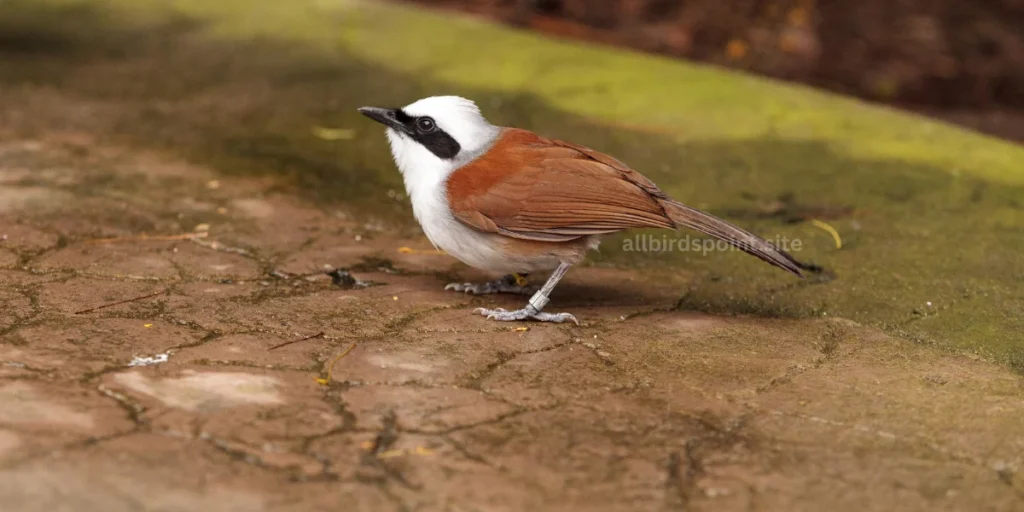 White-crested Laughingthrush