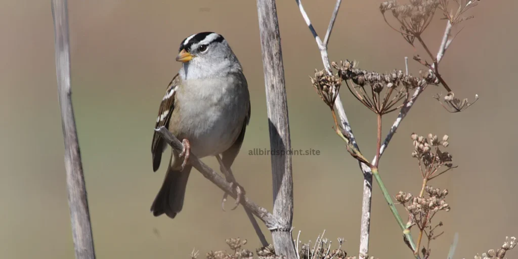 White-crowned Sparrow