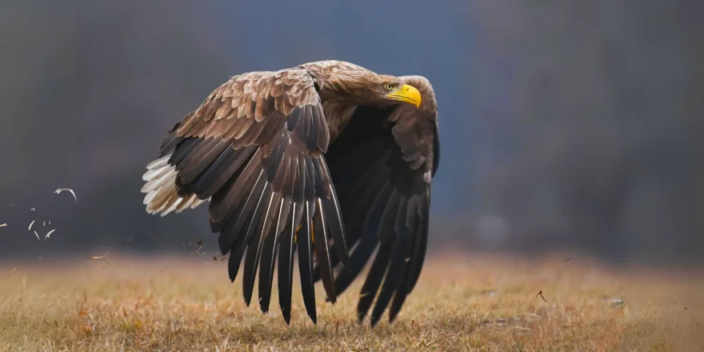 White-tailed Eagle