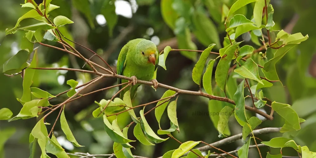 White-winged Parakeet