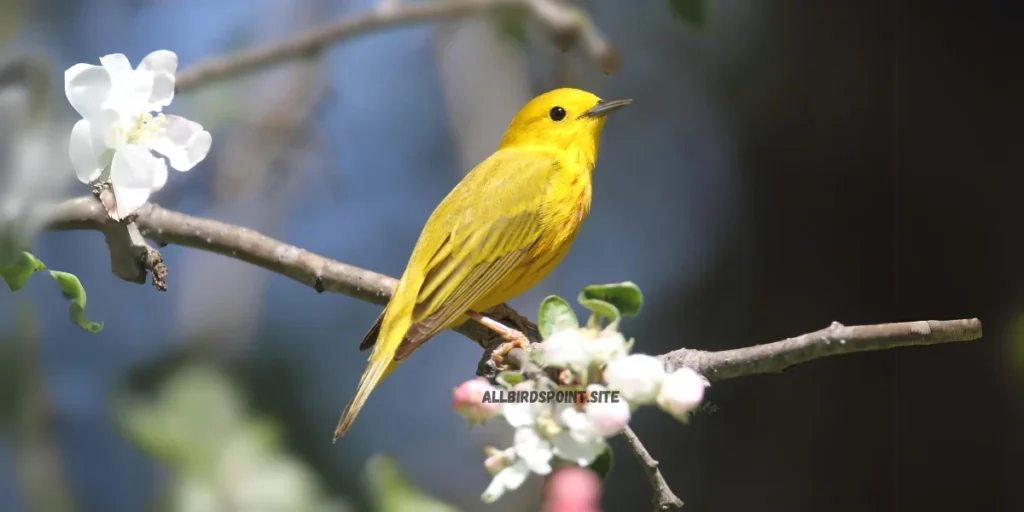 Yellow Warbler