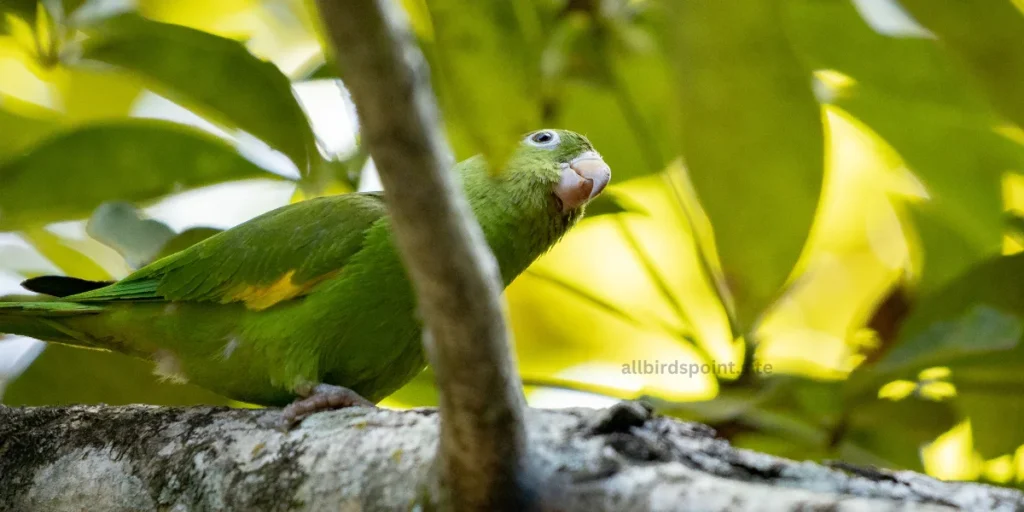 Yellow-chevroned Parakeet