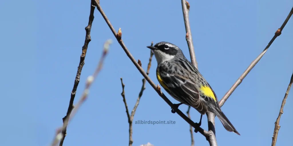 Yellow-rumped Warbler