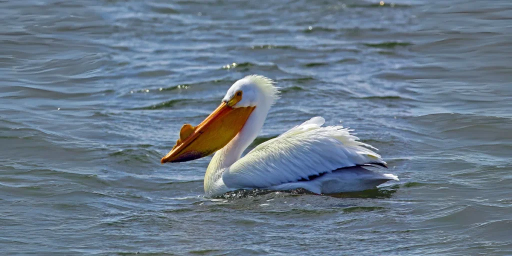 American White Pelican