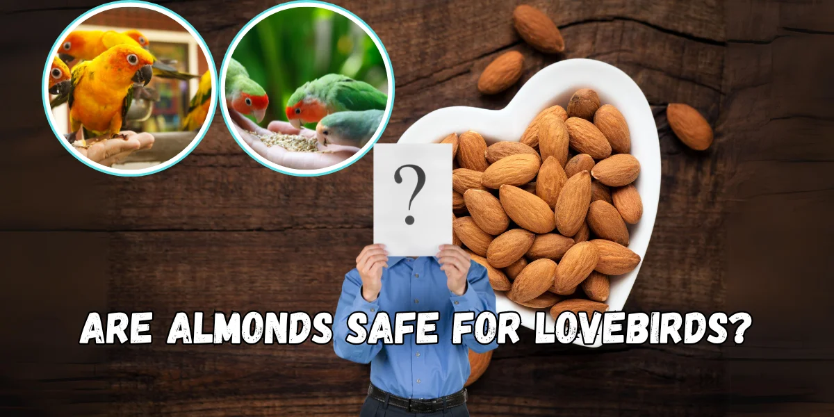 Are Almonds Safe for Lovebirds?