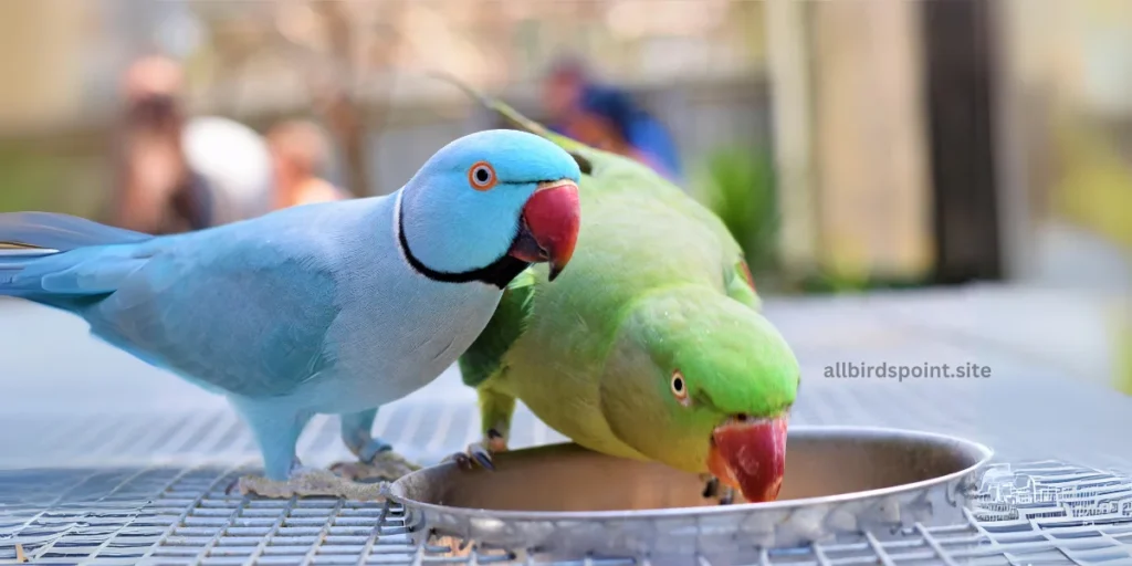 Are Indian Ringneck Parrots the Right Pet for You